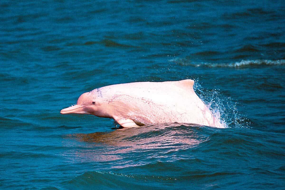 pink dolphin tour koh samui, tour, koh samui