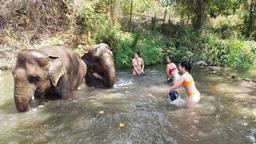 elephant sanctuary, doi inthanon, elephant sanctuary chiang mai