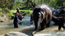 elephant sanctuary, doi inthanon, elephant sanctuary chiang mai