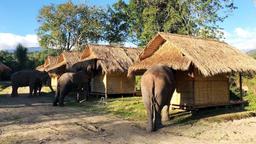 2 days 1 night, maeklang elephant conservation sky camp