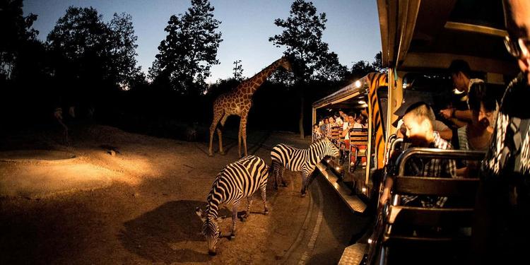 chiang mai night safari