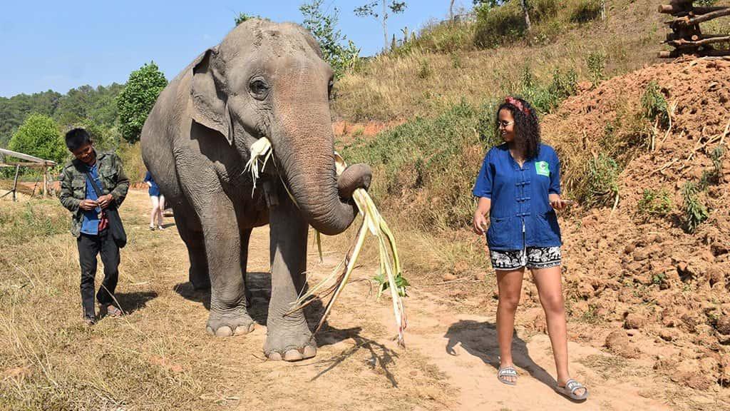 full day elephant sanctuary chiang mai