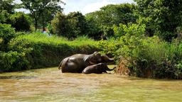 elephant jungle sanctuary pattaya, pattaya experience