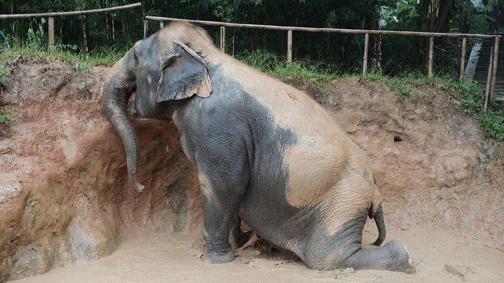 elephant jungle sanctuary pattaya, pattaya experience