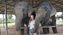 pattaya elephant sanctuary feeding, feeding experience