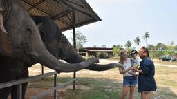 pattaya elephant sanctuary feeding, feeding experience