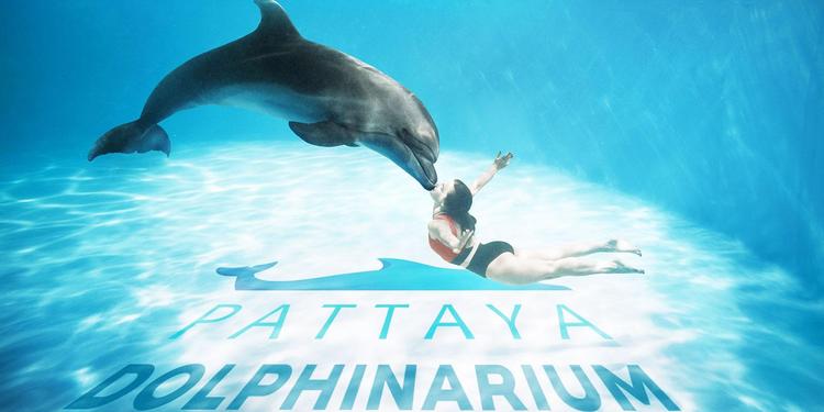 dolphin show, swimming with dolphins, pattaya dolphinarium, pattaya