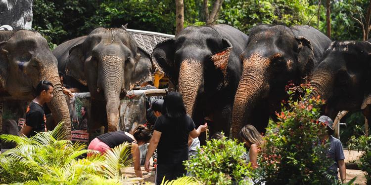 elephant jungle sanctuary phuket