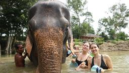 elephant retirement park phuket, elephant care park phuket