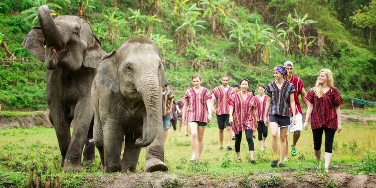 walk with elephants phuket