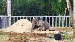 phuket elephant sanctuary