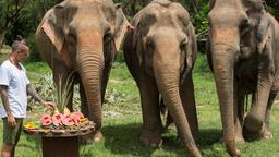 samui elephant sanctuary