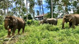 samui elephant sanctuary